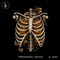 Skeleton Ribcage Pumpkins Anatomy Halloween Print